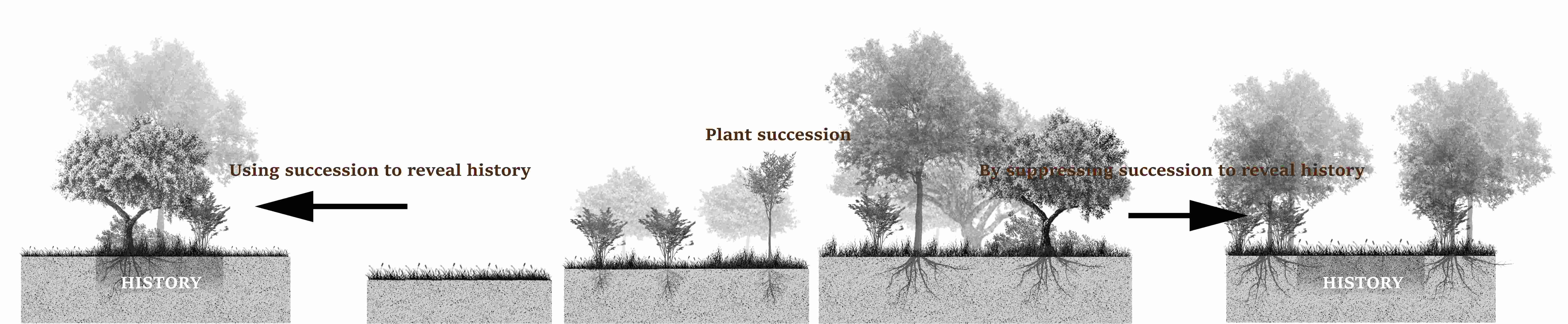 The succession of vegetation in a site is both a reason for the gradual fading of history and a potential mechanism for revealing history again.  Consequently, this design employs a dual-pronged approach to vegetation succession—inhibition and promotion—to establish a varied landscape within the site, thereby revealing the historical structures that had previously been obscured.