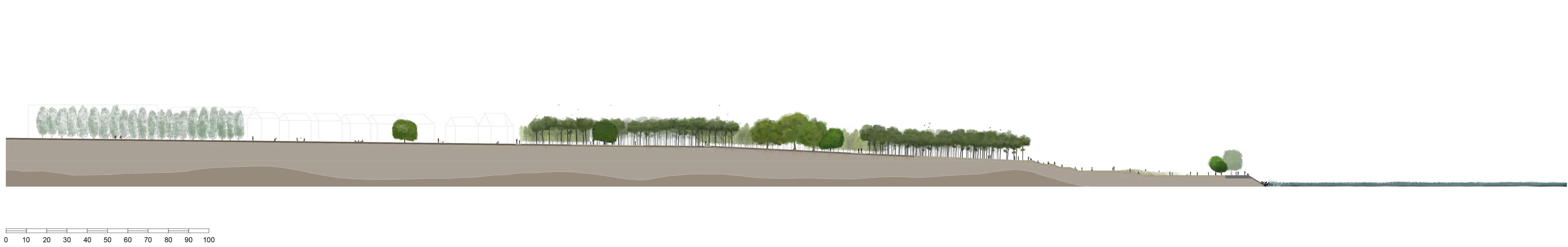 Site section - 50 years