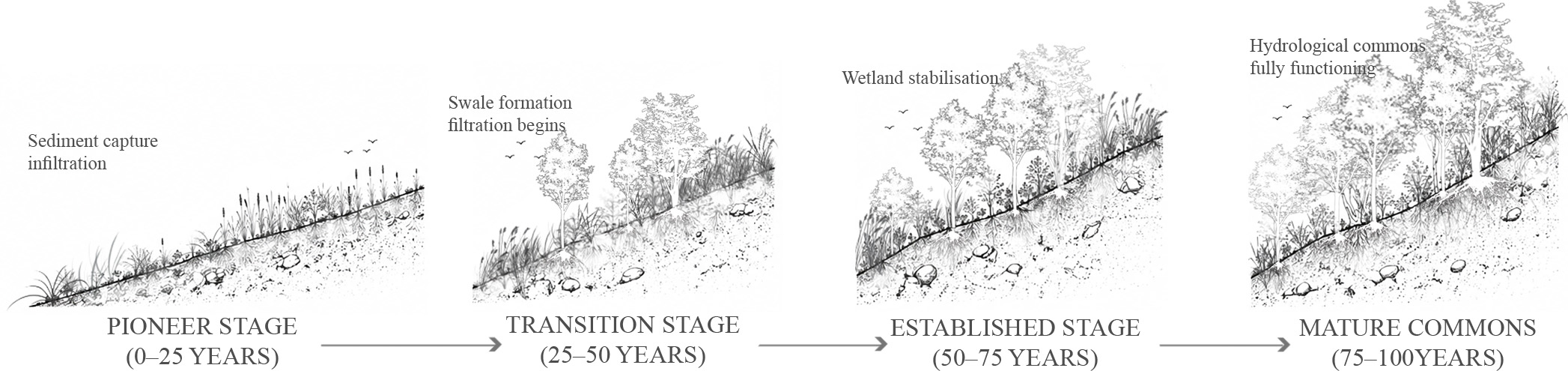 Hydrological Succession Timeline