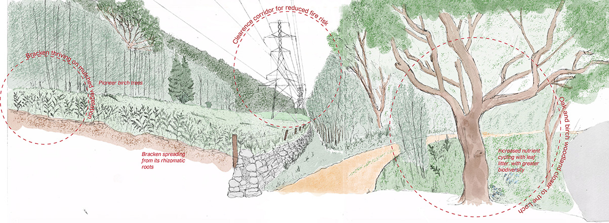 Section looking at clearance corridors under high-voltage lines